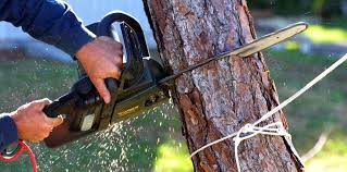 Best Tree Disease Treatment  in Marseles, IL