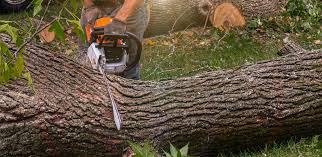 Best Storm Damage Tree Cleanup  in Marseles, IL