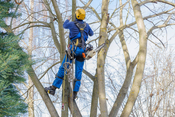 Best Tree Risk Assessment  in Marseles, IL