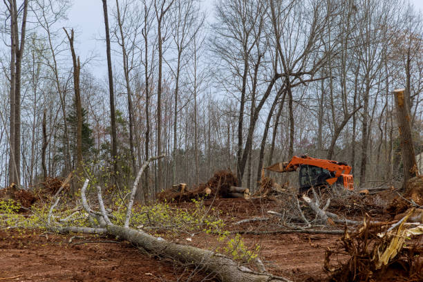 How Our Tree Care Process Works  in  Marseilles, IL