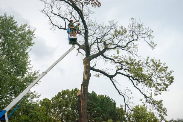 Best Tree Removal  in Marseles, IL