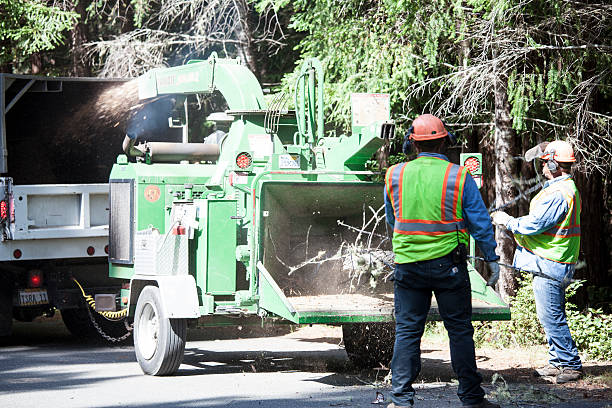 Trusted Marseilles, IL Tree Services Experts