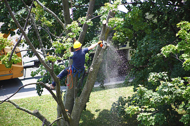 Best Tree Preservation Services  in Marseles, IL